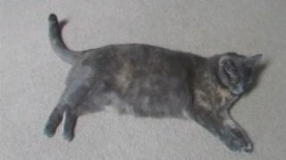 Amazing cat doing roll over trick