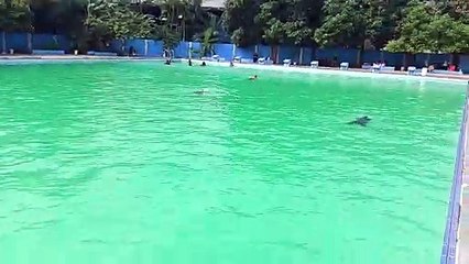 Elderly swimming training