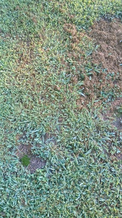 Going To War With Wild Turkeys (failed attempt)