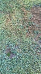 Going To War With Wild Turkeys (failed attempt)