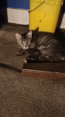 What Does Marsellus Wallace Look Like?