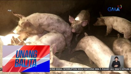 Download Video: Lobo, Batangas, isinailalim sa state of calamity dahil sa banta ng ASF | Unang Balita