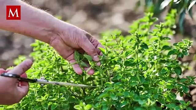 Esta especia además de condimentar tu comida, puede ayudarte con dolores, estreñimiento entre otras