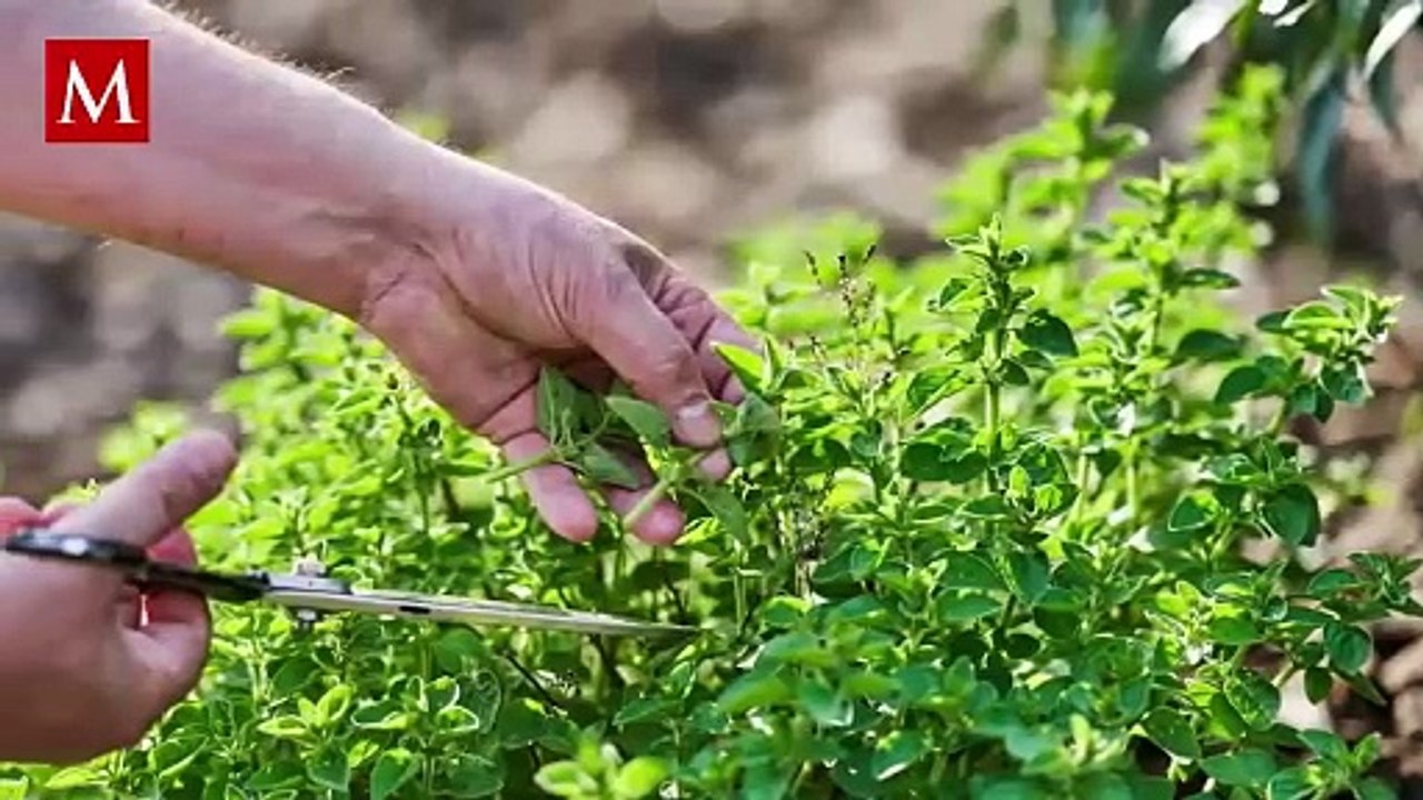 Esta especia además de condimentar tu comida, puede ayudarte con dolores, estreñimiento entre otras