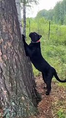 The leopard sharpens its claws and jumps #leopard #cat #panther