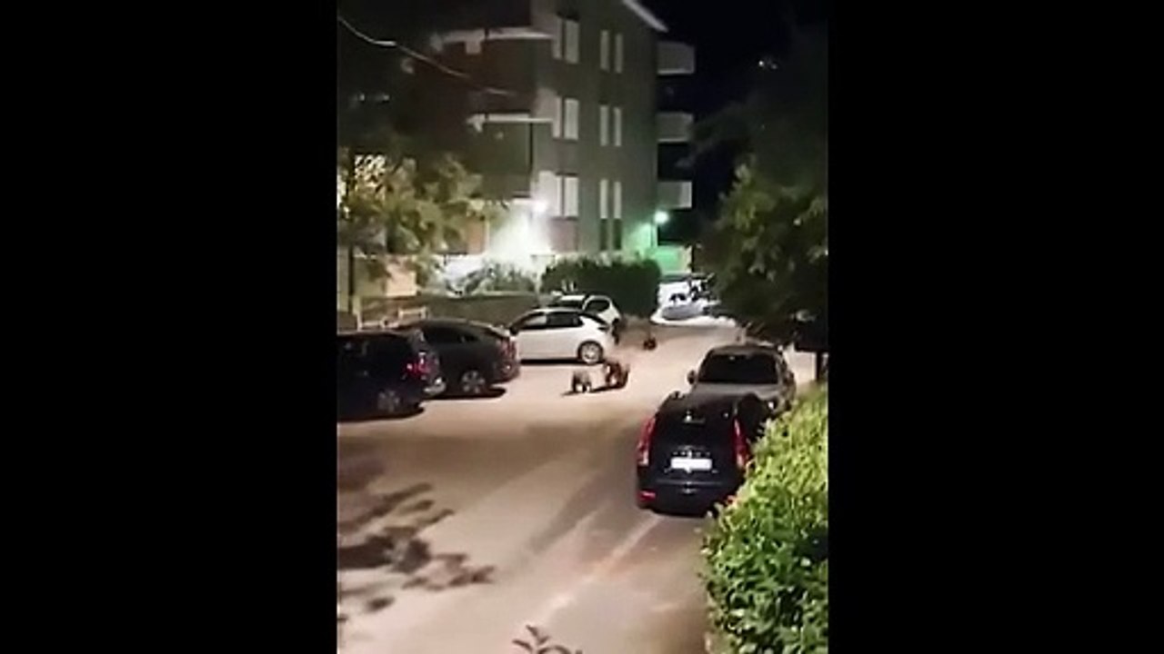 L'orsa Petra a passeggio di notte con i cuccioli e una busta di rifiuti in bocca fra le auto a Lecce dei Marsi