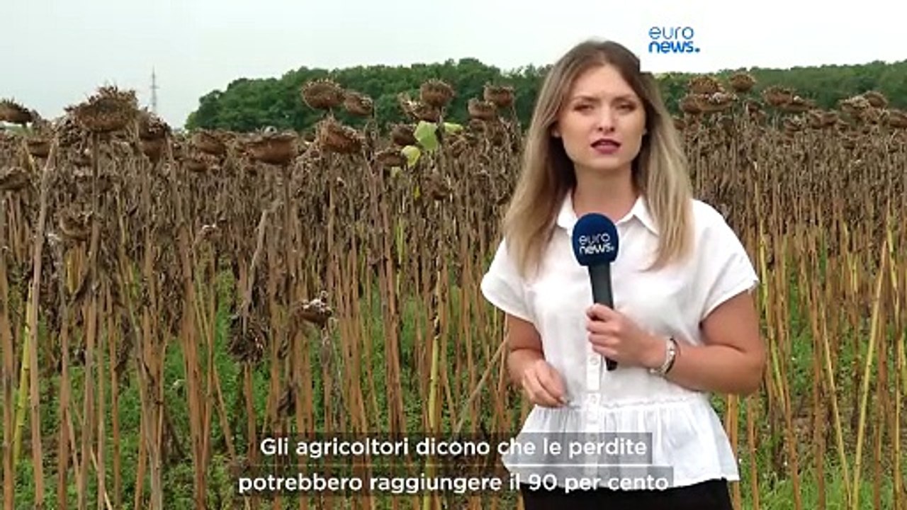 Romania, il caldo estremo distrugge le coltivazioni di mais e girasole
