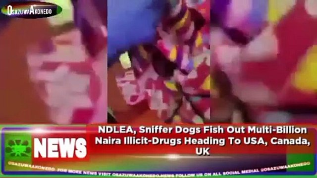 NDLEA, Sniffer Dogs Fish Out Multi-Billion Naira Illicit-Drugs Heading To USA, Canada, UK ~ OsazuwaAkonedo