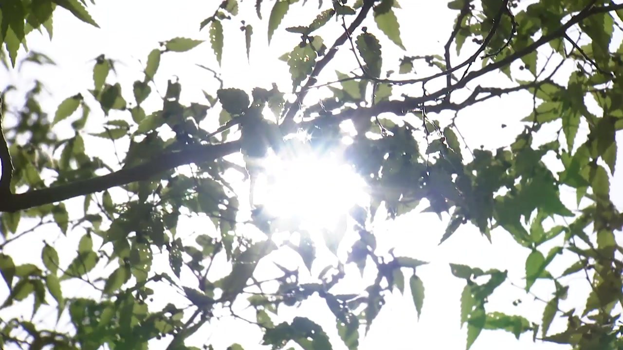 [날씨] 역대급 열대야 이어 폭염도 비상...'나무·그늘·물' 중요 / YTN