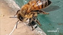 Ape in ipotermia  Ottobre 2020.mp4