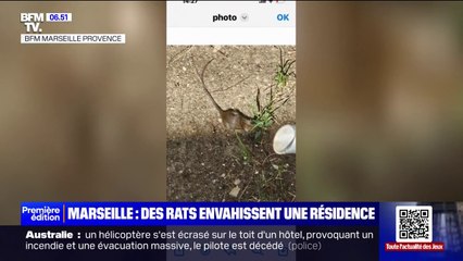 "C'est devenu invivable": des rats envahissent une résidence du 12e arrondissement de Marseille