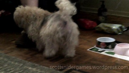 Roxy & Mia (Scott's Puppies) Video #14 (08-12-2024)