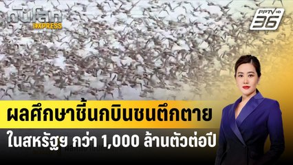 ผลศึกษาชี้นกบินชนตึกตายในสหรัฐฯ กว่า 1,000 ล้านตัวต่อปี| ทันโลกEXPRESS | 12 ส.ค. 67
