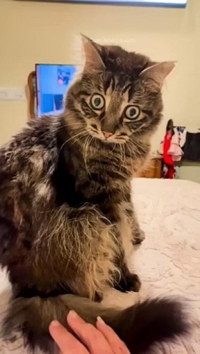 funny cats episode 97