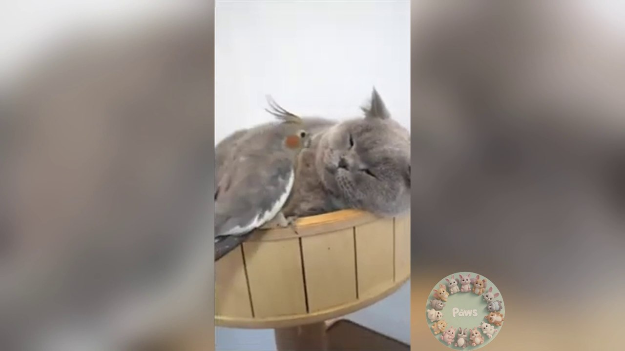 Try no to LAUGH  Funniest and Adorable Animals Ever! #15