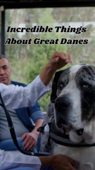 Fascinating Facts Revealed about Great Danes #pets_birds