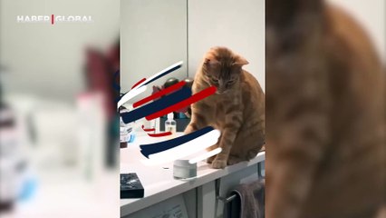 Kedinin pazartesi sendromu kamerada: Can sıkıntısından ne yapacağını şaşırdı
