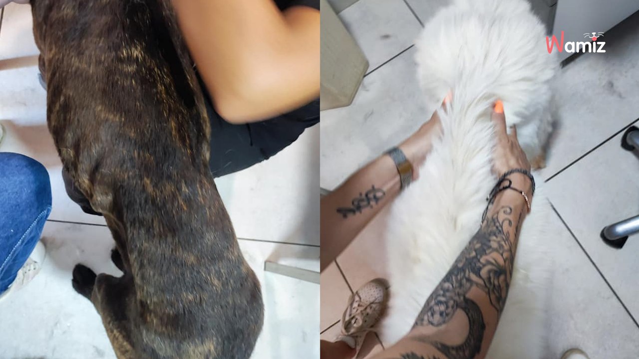 Var : deux chiens de races amaigris et détenus dans des conditions de vie intolérables ont été saisis par la gendarmerie