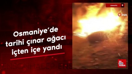 Osmaniye'de tarihi çınar ağacı içten içe yandı