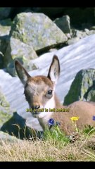 #LionHeart_LH⭐ #100millions #fyp #foryoupage #viral #viraltiktok