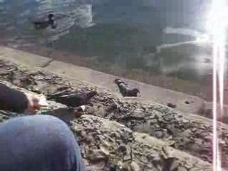 Nadia qui donne a mangé aux pigeons