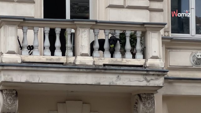 Elle voit des balles de tennis tomber du ciel : en levant les yeux, elle découvre le coupable