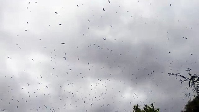 Des mouettes envahissent un quartier anglais : un scénario digne des Oiseaux d’Hitchcock