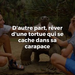 Rêver d’une tortue : Interprétation et Signification