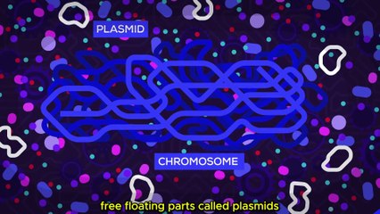 The Antibiotic Apocalypse Explained