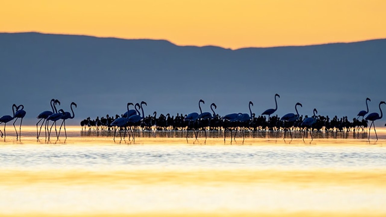 Tuz Gölü'nde binlerce yavru flamingo yumurtadan çıktı