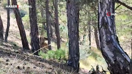 Salda Gölü çevresine bırakılan kızıl geyiklerin yavrusu beslenirken görüntülendi