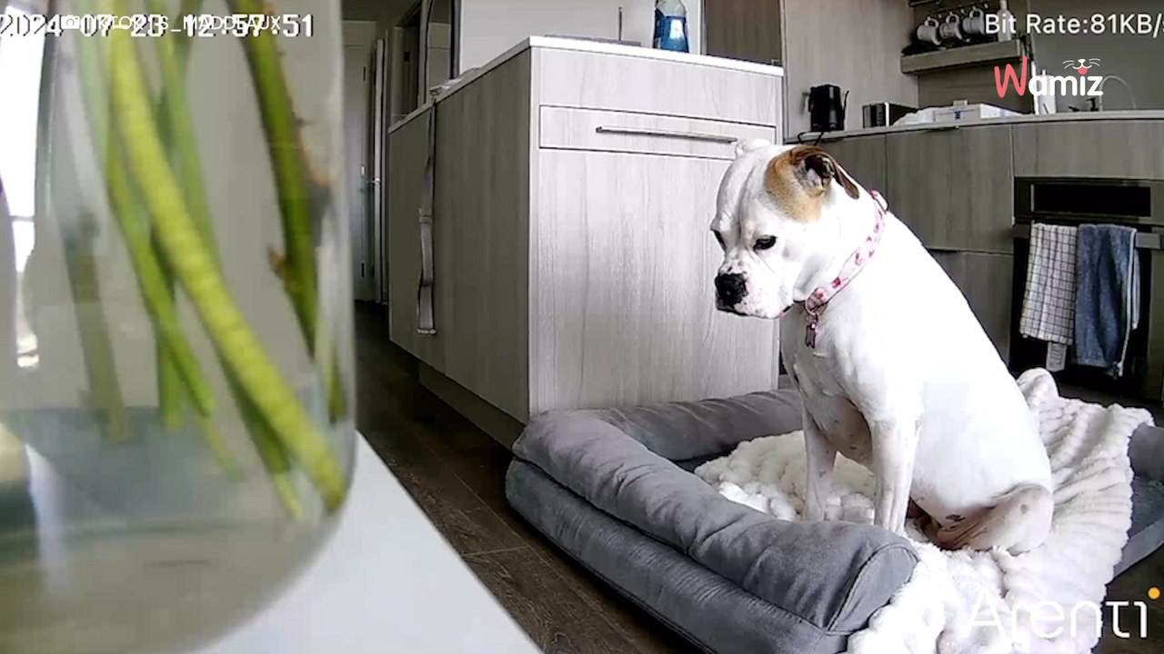 Ze besluit haar hond tijdens haar werkdag op camera te bekijken: ze heeft er gelijk spijt van (video)