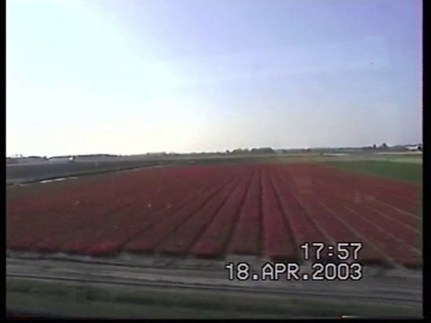 Les champs de tulipes