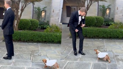 Groom's Surprise First Look With Beloved Sausage Dog In Wedding Dress | Happily TV