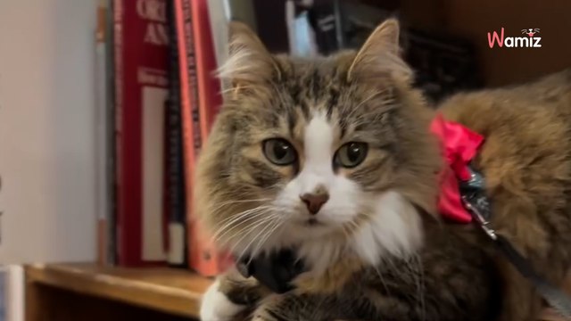 Als haar overgrootvader overlijdt besluit ze zijn kat mee te nemen naar een speciale plek