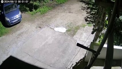 Trabzon'da Gece Vakti Sürpriz Ziyaretçi! Yetişkin Ayı Görüldü