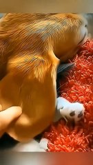 Caring,cuddling overloaded  cuteness