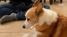 Deze Corgi leert van de ene op de andere dag gebarentaal: bijna 30 miljoen mensen zijn gefascineerd (video)
