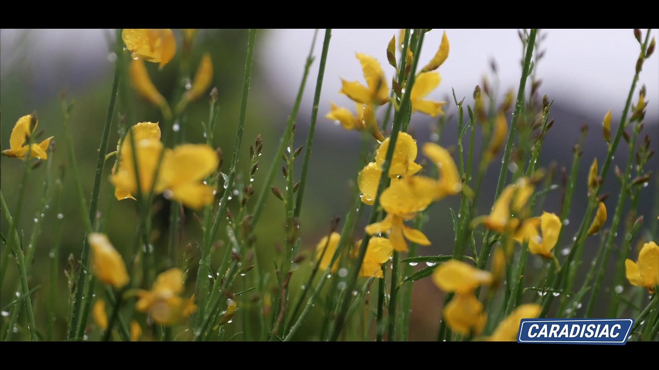 L'Alpine A110 est vraiment une anomalie française miraculeuse