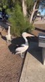 Australian Pelicans Wait to be Fed Fish