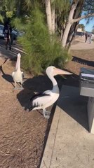 Australian Pelicans Wait to be Fed Fish