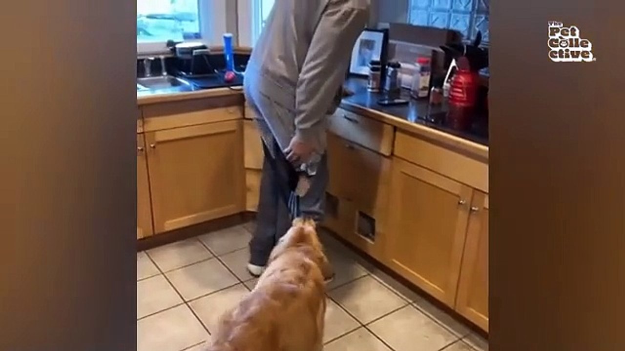 ULTIMATE_Cat_and_Dog_Videos!___FUNNIEST