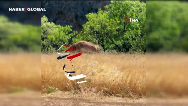 Yaban keçilerinin tatlı kavgası kamerada