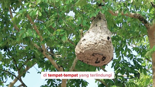 Jasa Pembasmi Tawon Murah di Jogja - Garda Pest Control Yogyakarta