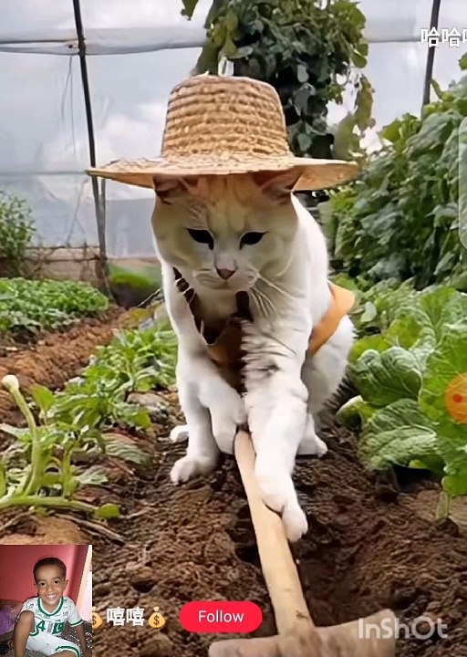 Chinese cat working