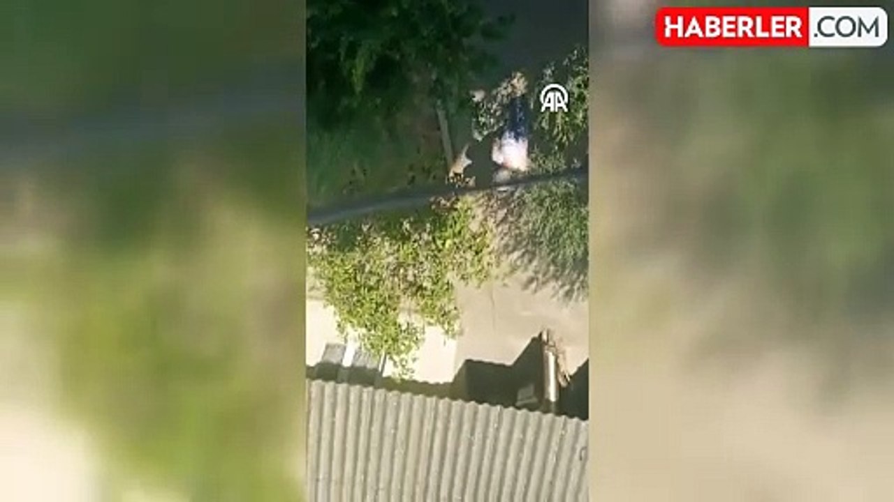 Yavru kedileri fırça sapıyla vura vura öldüren kişi tutuklandı! Bahanesi de buymuş