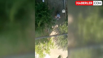 Yavru kedileri fırça sapıyla vura vura öldüren kişi tutuklandı! Bahanesi de buymuş