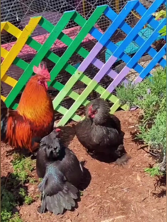 Cute fight between hens