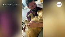 Mężczyzna śpiewa kołysankę swojemu pupilowi: reakcja golden retrievera łapie za serce! (video)
