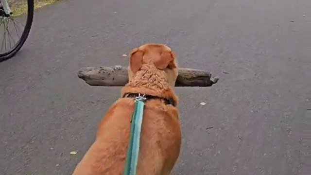 A proud pooch carried a massive log in his mouth - for 14 miles. Owner Vanessa Keating, 32, often takes Bryce on long cross-country hikes along the coast of Anchorage, Alaska, USA. But earlier this month, the six-year-old Golden Labrador decided to take